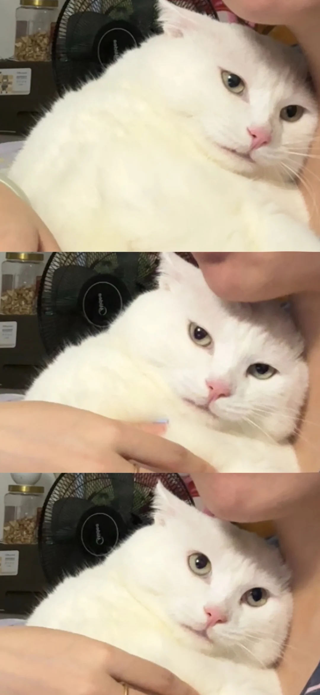 胖哥的心眼子都写在脸上