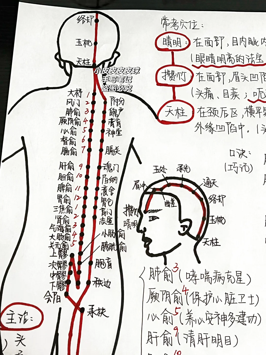 五一前把算把“足太阳膀胱经”梳理明白了！