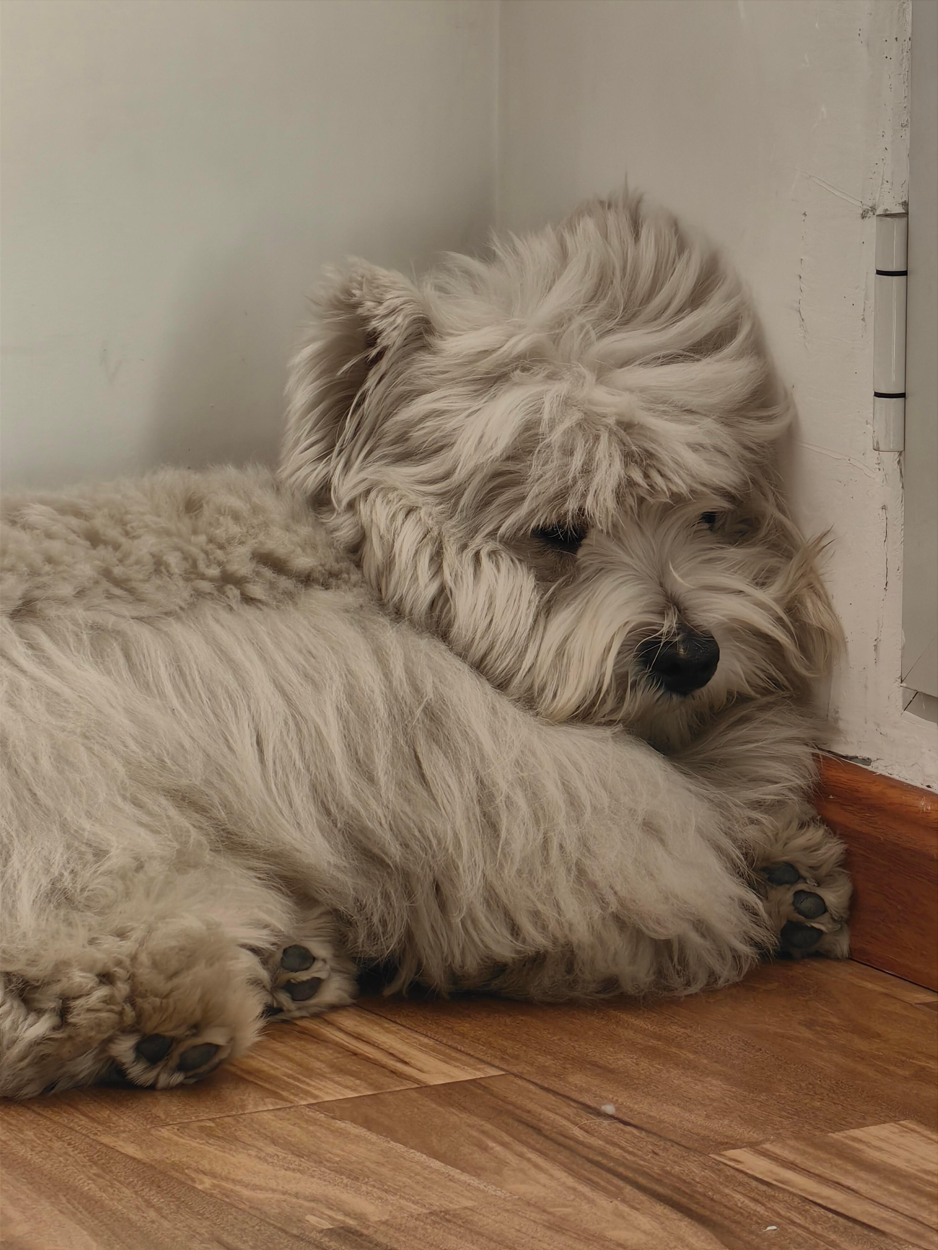 耶耶笑话我是一个拖把 