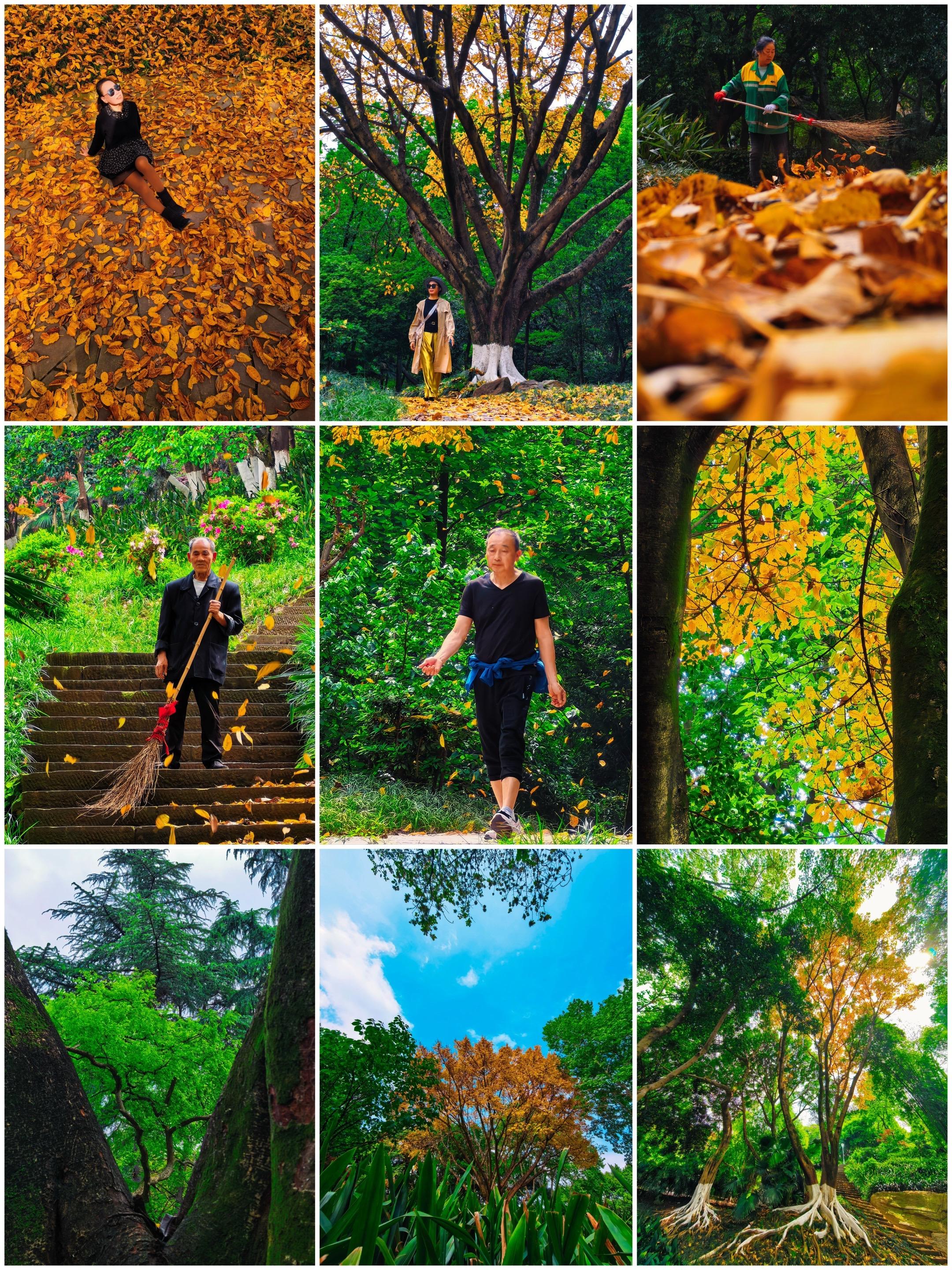 重庆花卉园春的画卷：落叶为毯，风卷暖光编织浪漫时光