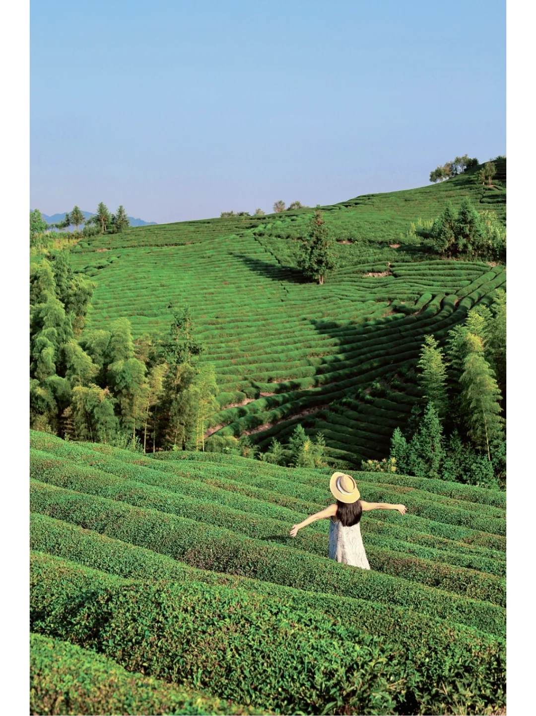 景德镇这千亩茶山🍃太美啦‼️随手拍都是大片