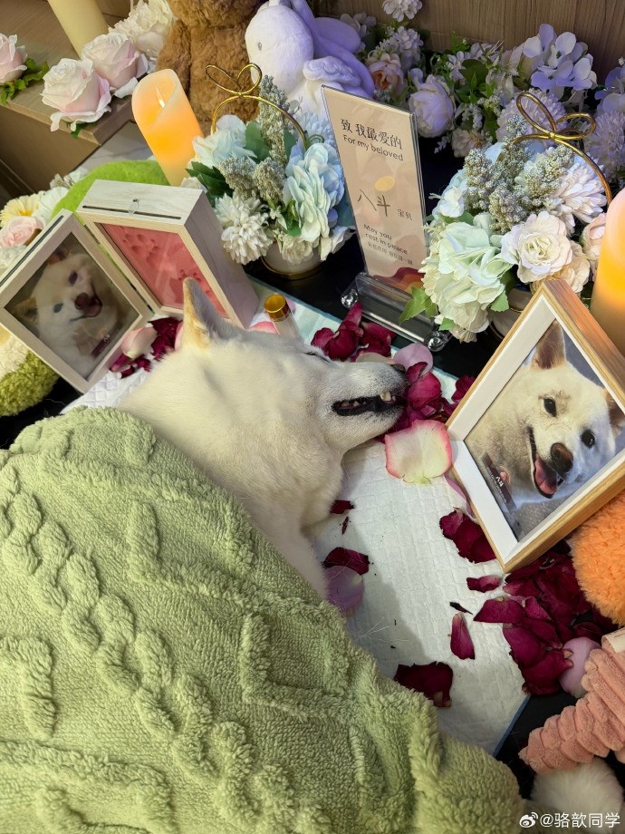 宠物狗倒了骆歆晒图：晚安斗宝 下辈子一定给你买多多的零食