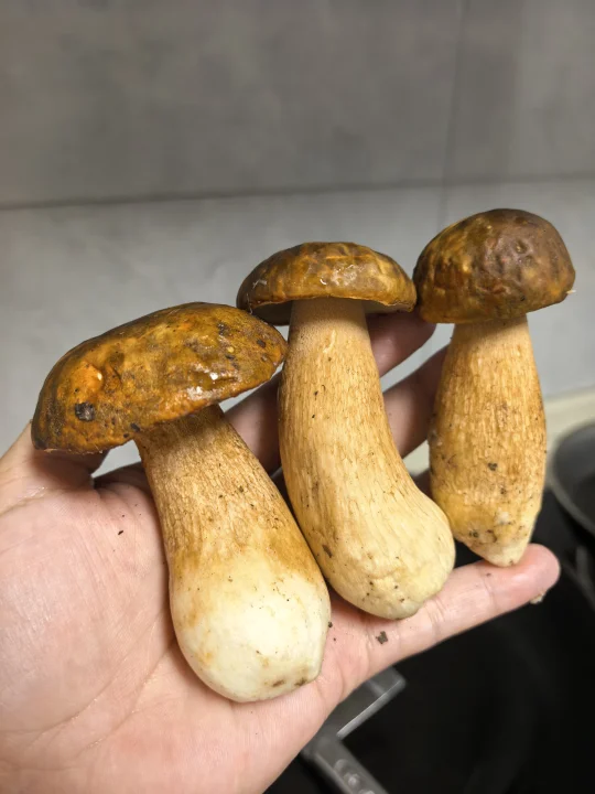 快告诉我这个菌子怎么做才好吃？