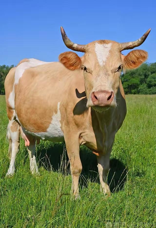 阿根廷为啥非得跑一万多公里，把牛肉便宜卖到中国？因为他们的牛肉，在阿根廷附近区域