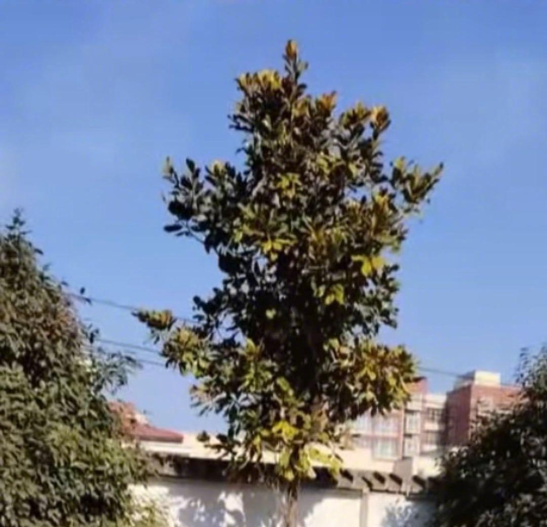 黄某早年经营幼儿园后沉迷奢侈生活，负债200余万元，遂开办人力资源公司行骗。她与