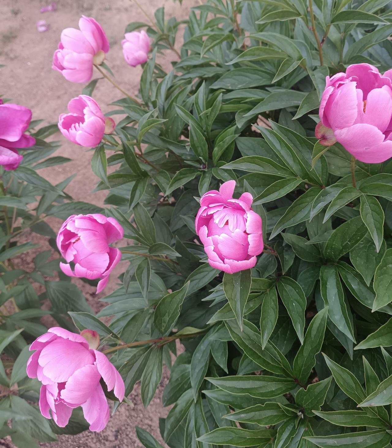 风拂芍药开，浅粉凝露，翠叶扶疏，是春深时一抹柔婉的嫣红。