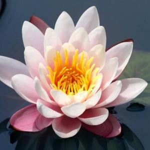 1958 年，青海 “土皇帝” 马步芳偷偷在亲侄女喝的水里下了药，扒光她的衣服后
