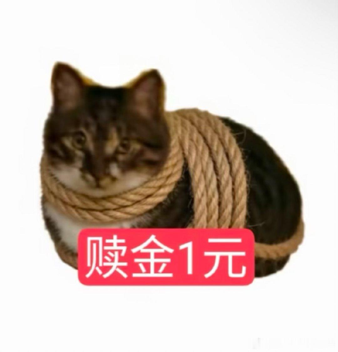 一张美食照片解救被绑小咪 