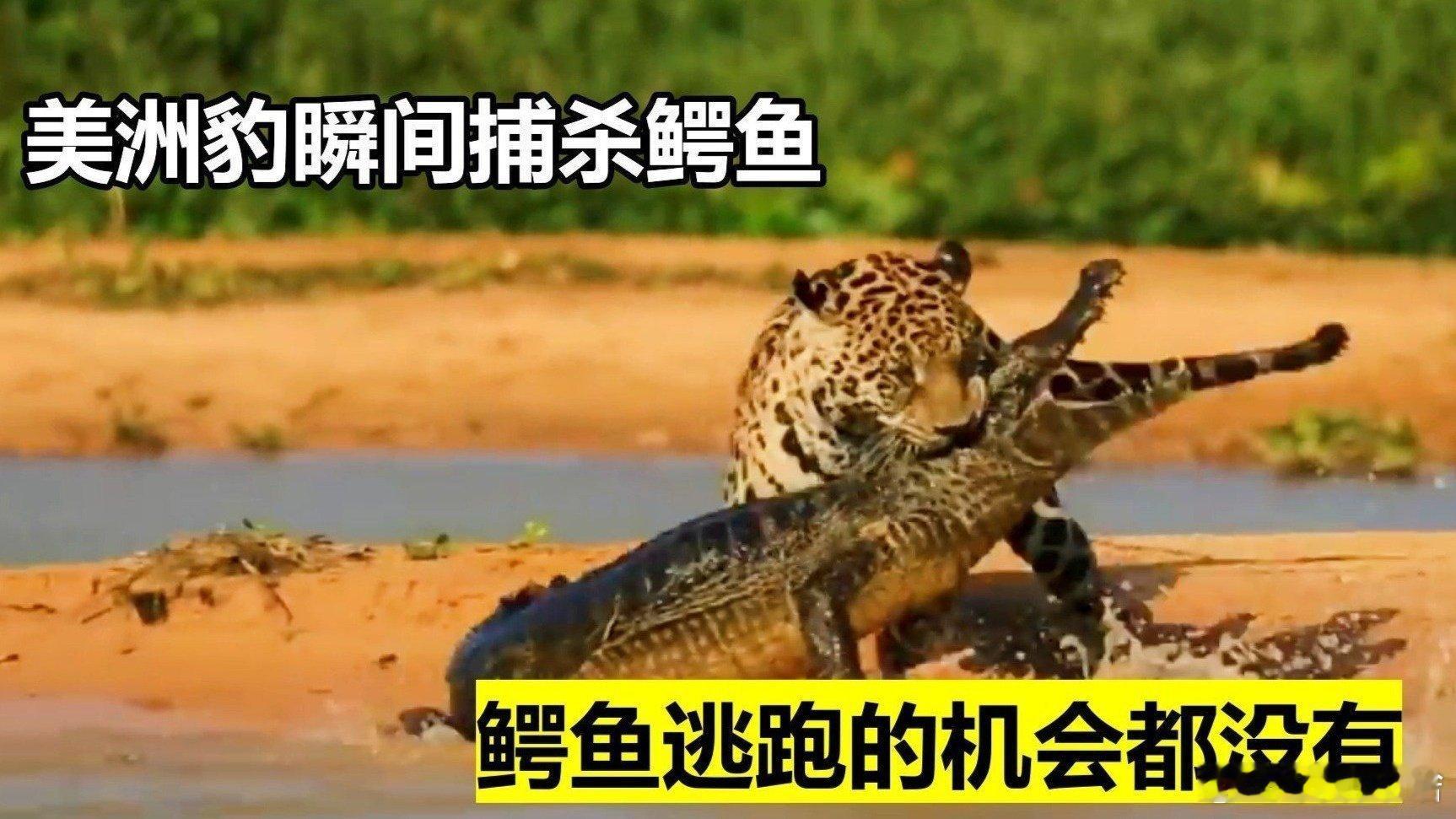 捕杀这个鳄鱼 就像捕杀小绵羊一样啊......凤凰新闻【美洲豹水中捕杀鳄鱼，瞬间
