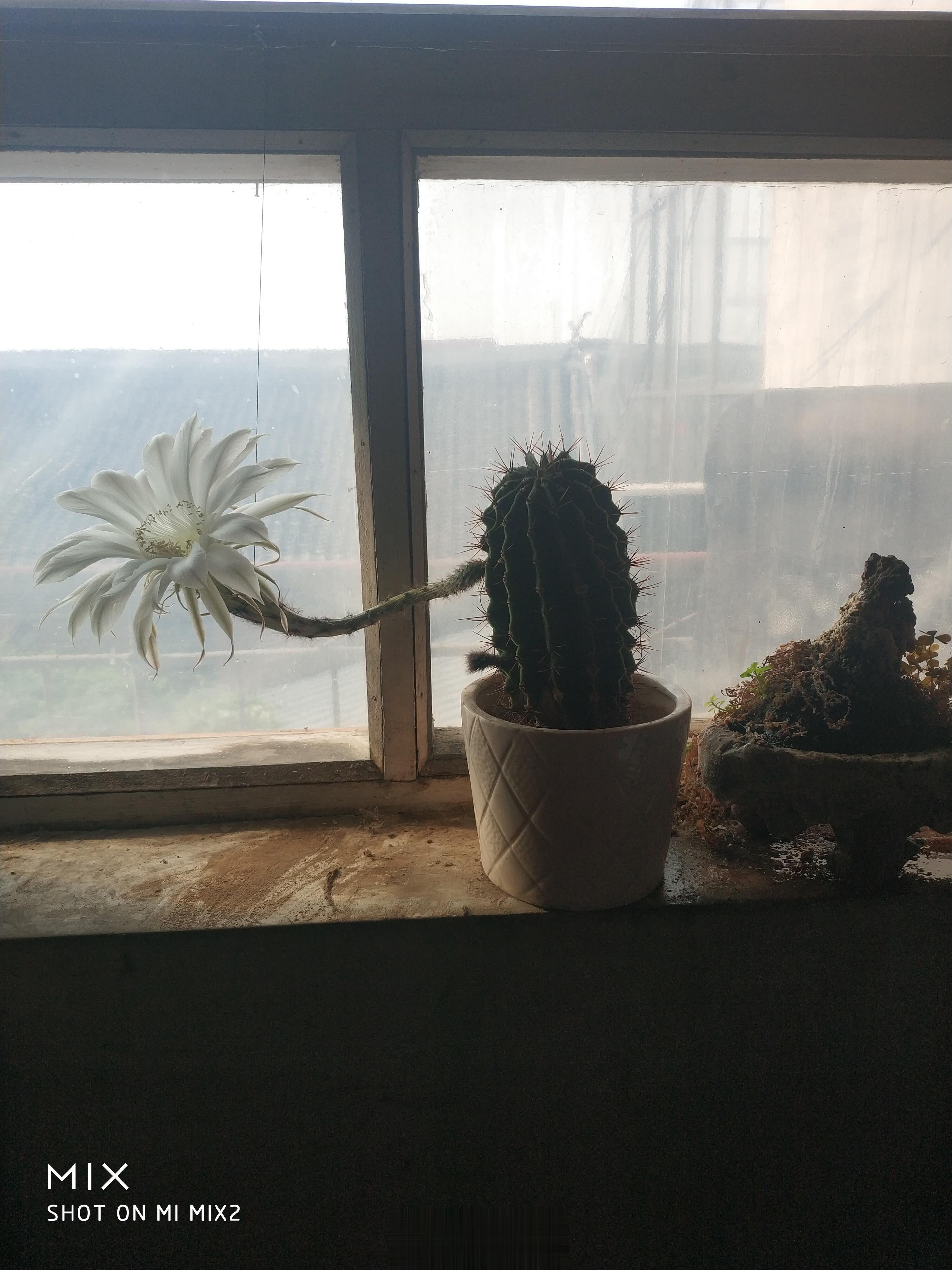 从昨天晚上七点半开花，到今天早晨8点5分，仙人球花仍在盛开。 ​​​