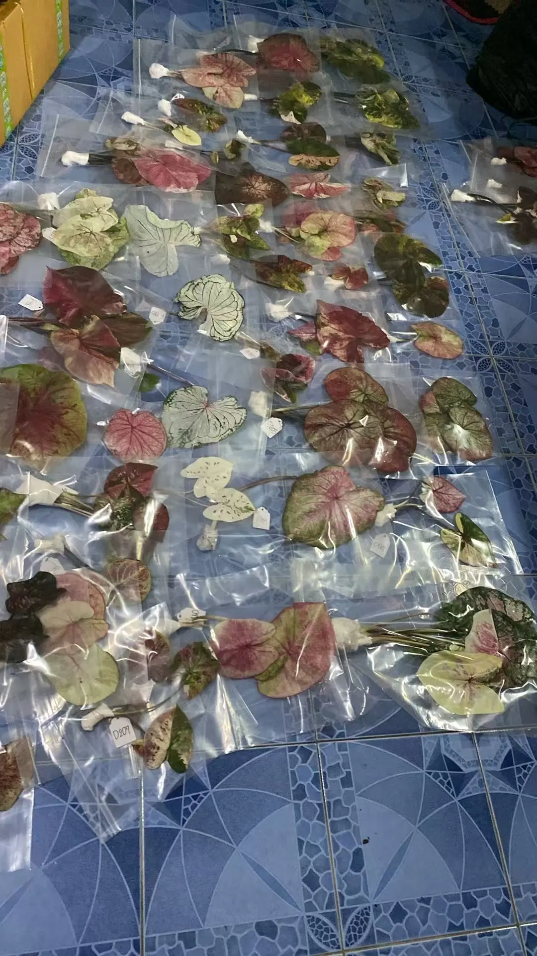 花友请认领～！你们的宝贝出发啦～