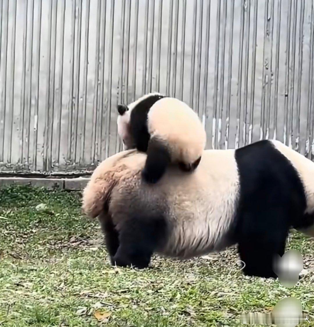 原来熊猫真的可以骑突然怀疑当年蚩尤大战骑熊猫冲锋的传说不是瞎编的，说不定是远古记