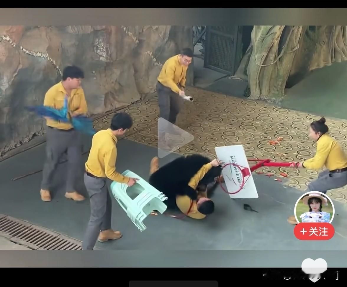 12月6日下午3点30分左右，杭州野生动物园的动物表演现场发生了一起黑熊突然袭击