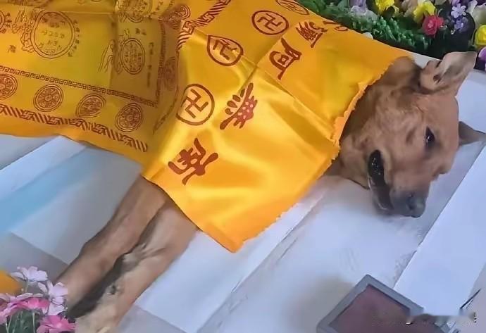 这阵仗真给我看傻眼了。
两只小狗披麻戴孝，还有毛孩子躺着，全套送别仪式安排得满满