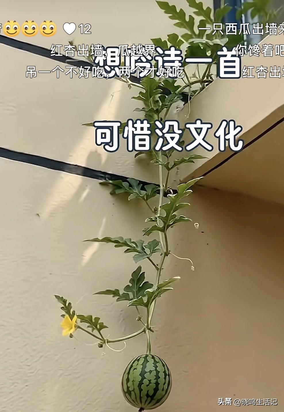 我不信，没人会吟诗！