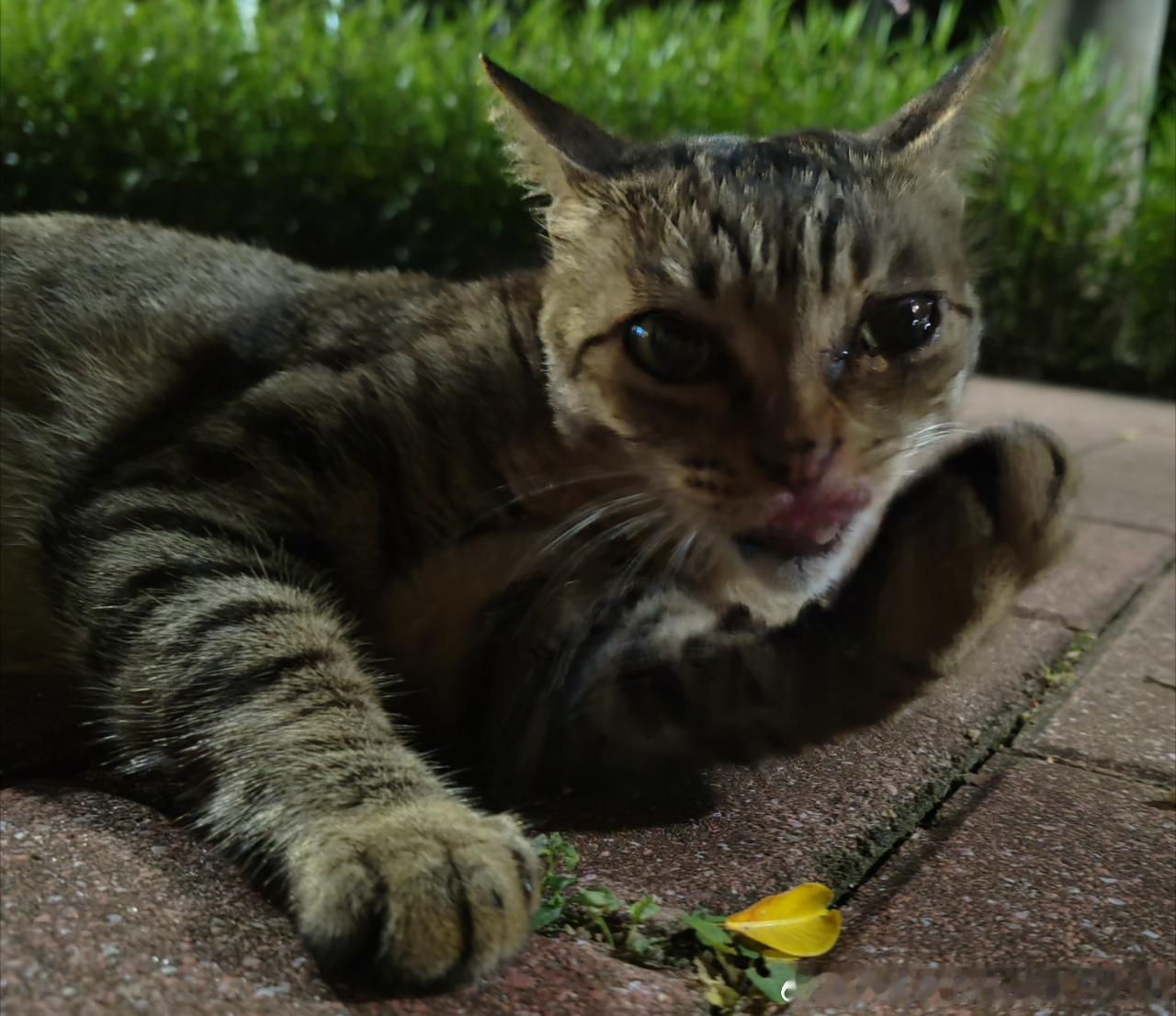 50364【丑猫】hello hello 