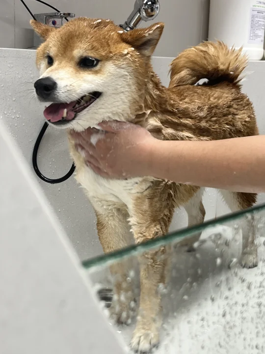 我猜你们没看到过打湿的柴犬？！！