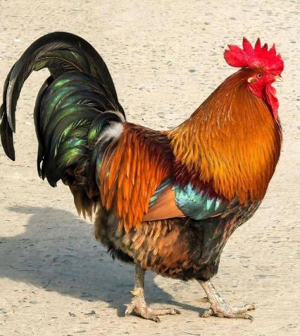 什么叫“一物降一物”？鸡，再明显不过了。大公鸡被称为“纯阳之体”，什么蜈蚣、蝎子