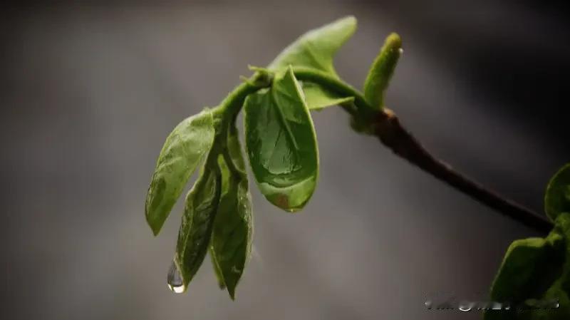 看到“秋霜催黄叶”这个上联，一下子就感受到了秋天那种冷峻又略带伤感的氛围。有人对