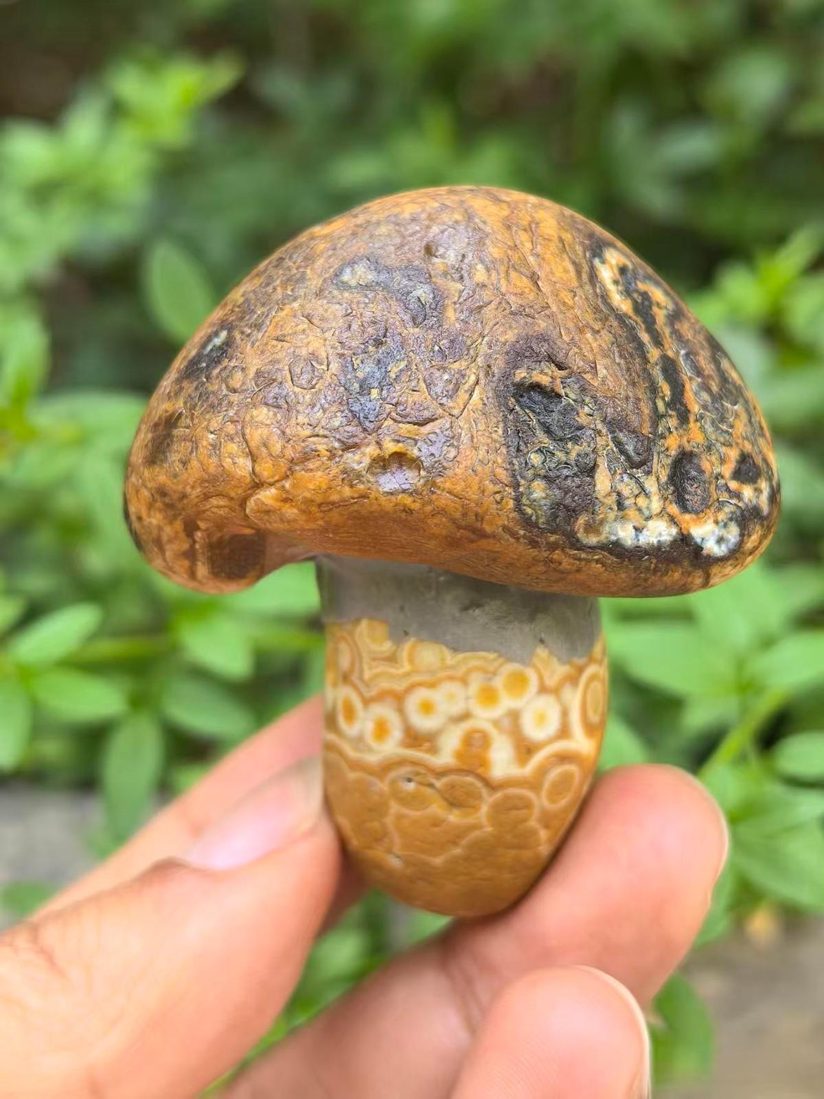 昨天在山上露营时捡到的，我以为是成了精的香菇，顺手就丢了出去，我朋友捡回来说这是