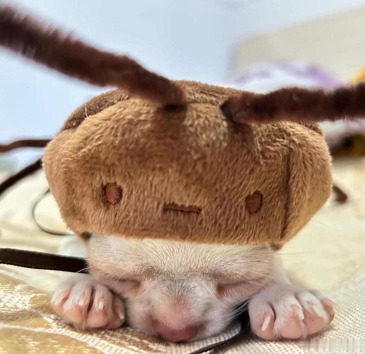 吉娃娃怎么这么萌呀🥰 