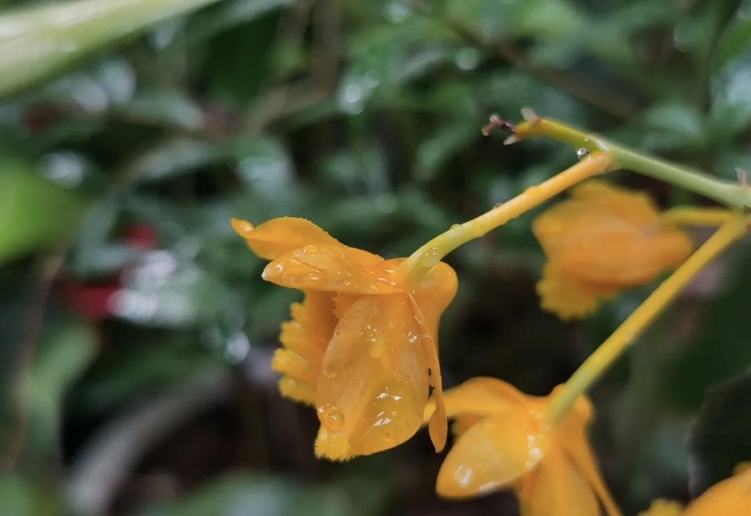 鼓槌石斛花🌼
又叫石斛兰、金兰花、天籽兰花🌺
它不与繁花争艳，不向沃土低头，