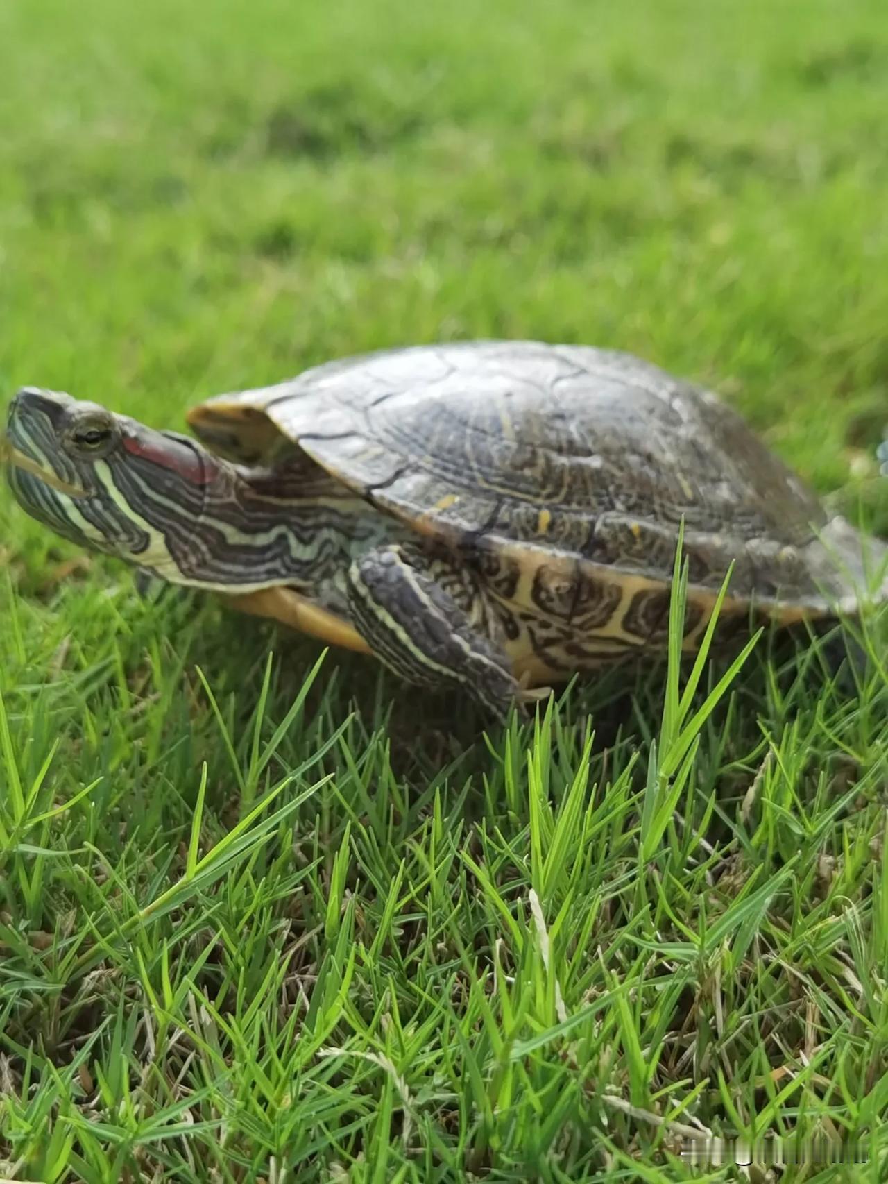 看我傲娇的长脖子，在柔软的草地上摩擦摩擦🐢逗比乌龟