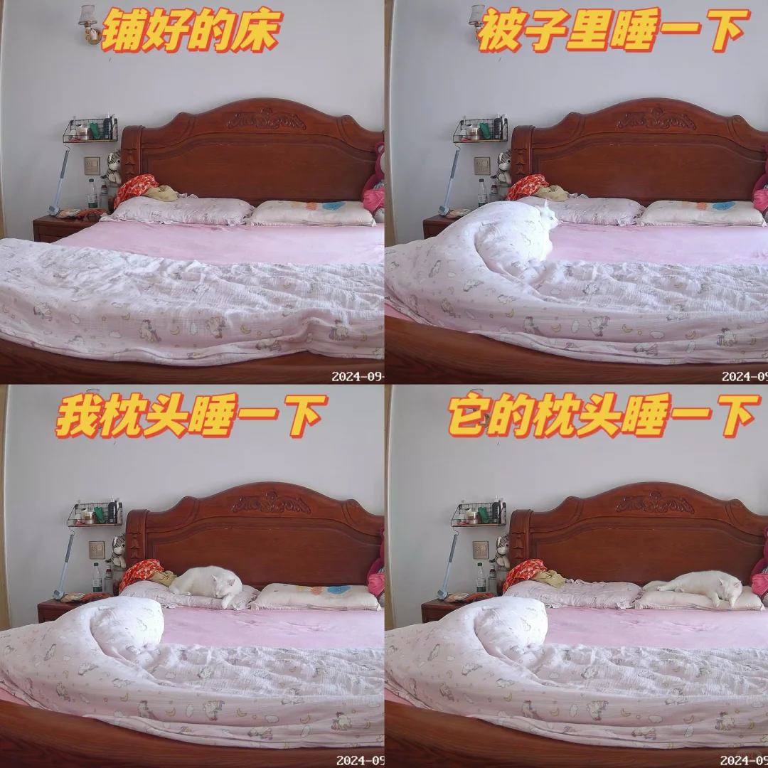 新换了四件套，本喵要全部睡一遍