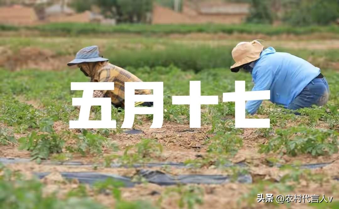 明日五月十七，金匮黄道破日，最旺自己5件事，尤其是第3件
 
农历五月十七，老黄