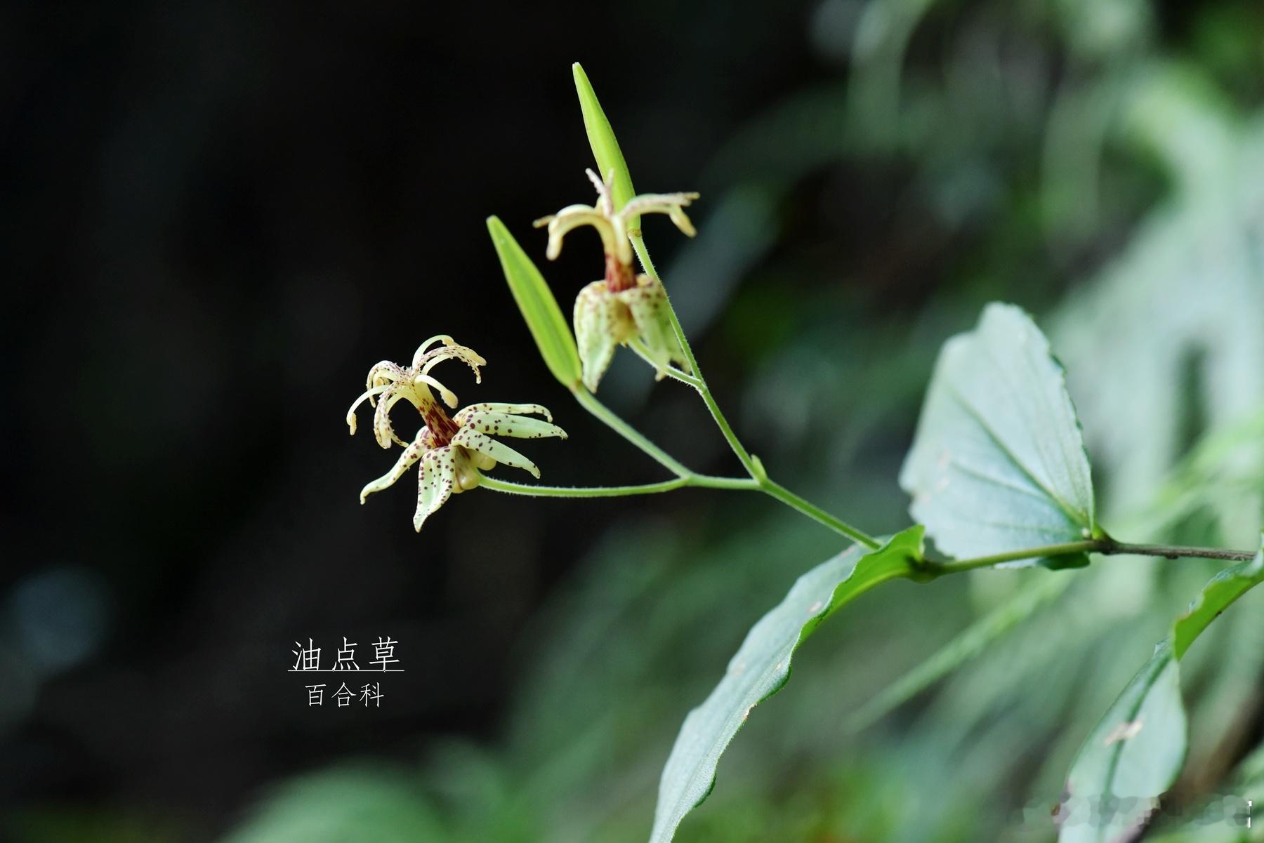 1372.你的囊状结构是啥意思啊？植物 ​​​