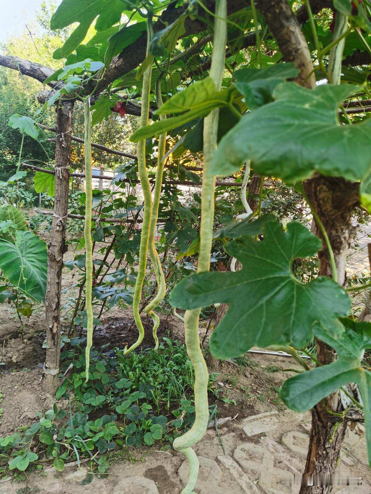 看我家这棚蛇瓜，一根根长长弯弯挂满架子，看着心里就舒坦。
 
好多菜友跟我说，自