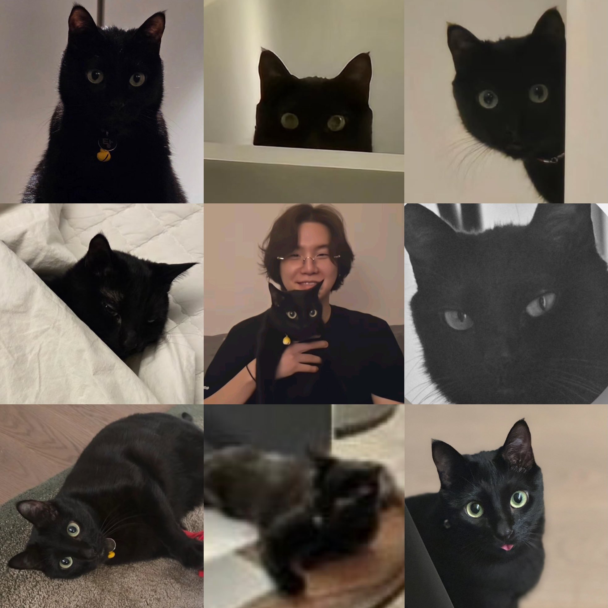 我爱的爱养宠的po主又更新啦：专注经营我的养猫生活🐾/ 