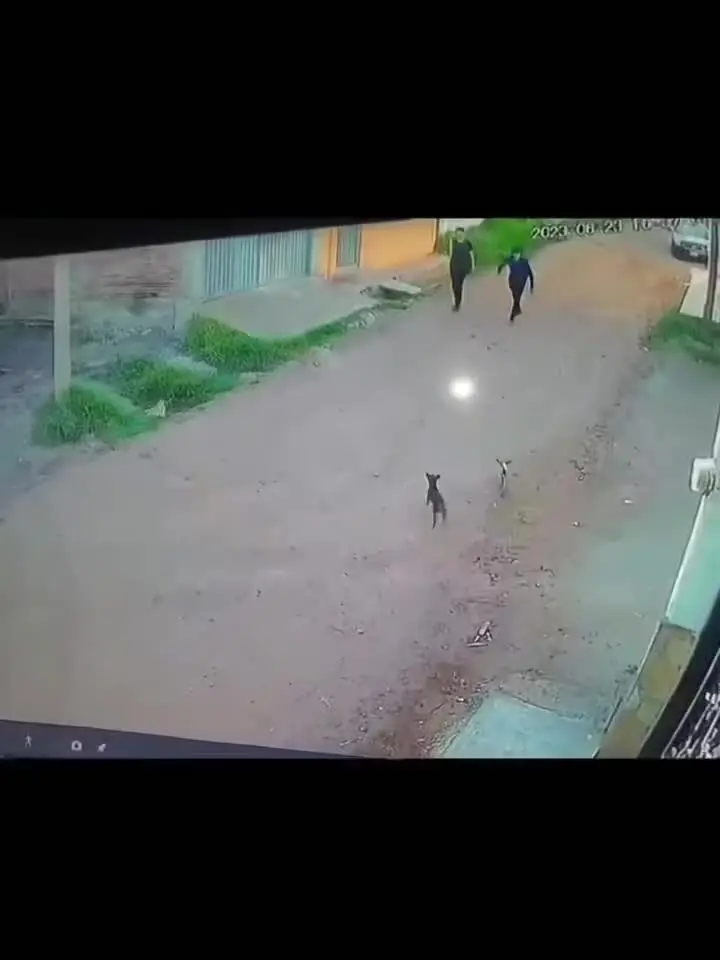 后来它妈来了