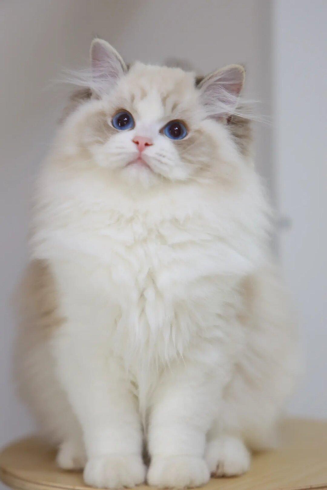 现猫找家🦋星云弟弟