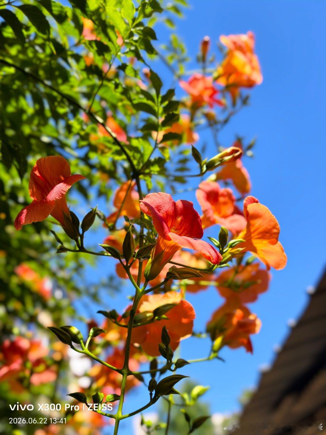 繁花满枝，夏意渐浓，收集一整个夏天的温柔～ 