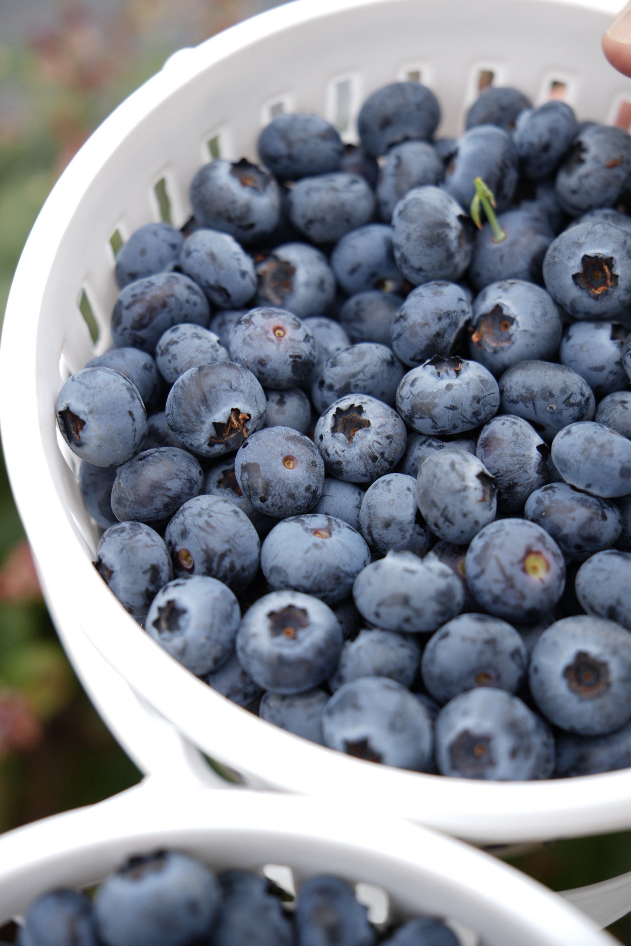 蓝莓价格大跳水了蓝莓价格跳水，消费者直呼“实现蓝莓自由”，但果农却陷入“丰产不丰