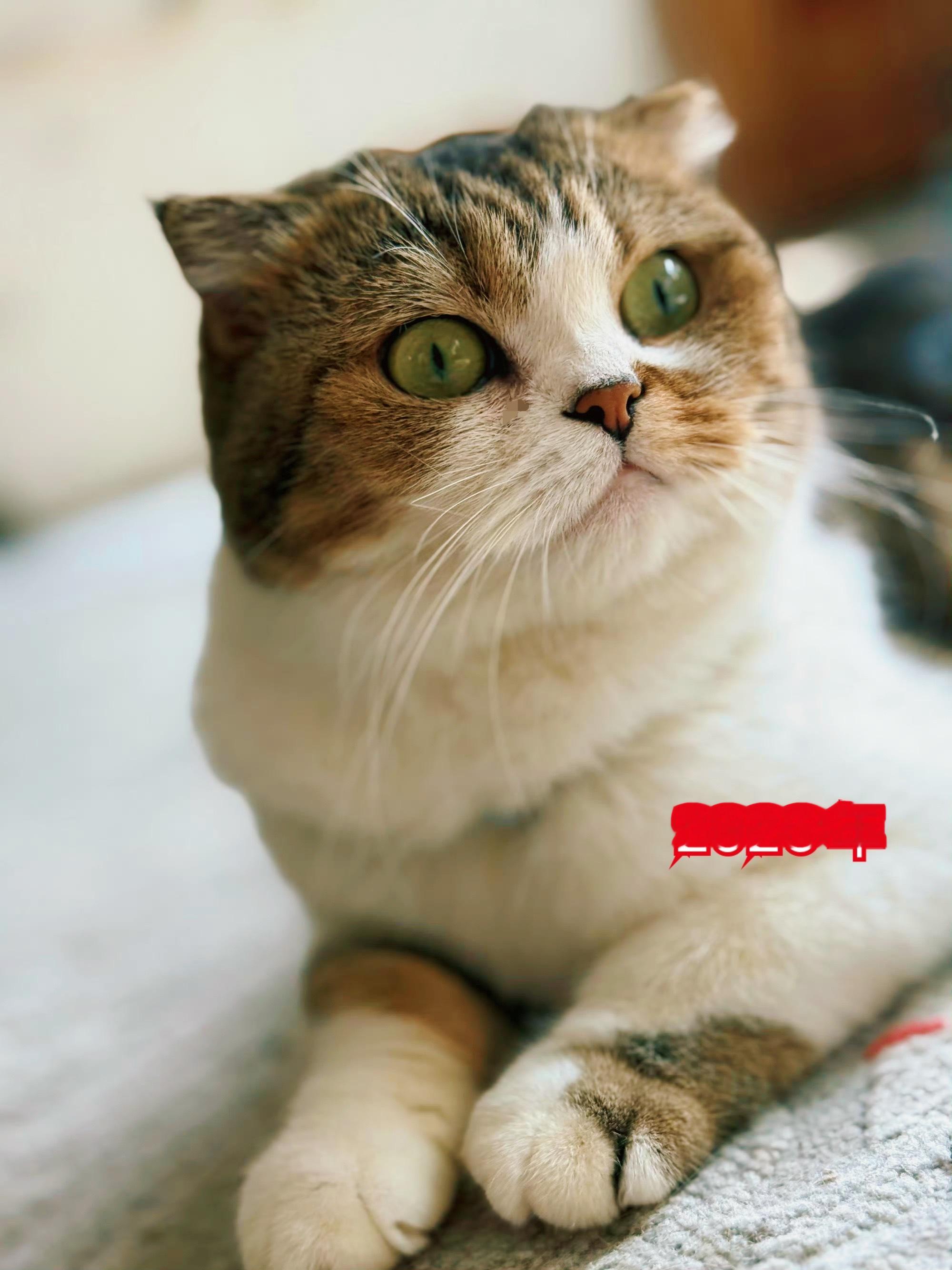 娜娜： 残疾猫怎么了？残疾猫就该像垃圾一样被扔掉吗？ 幸好这个世界总有好人。萌宠