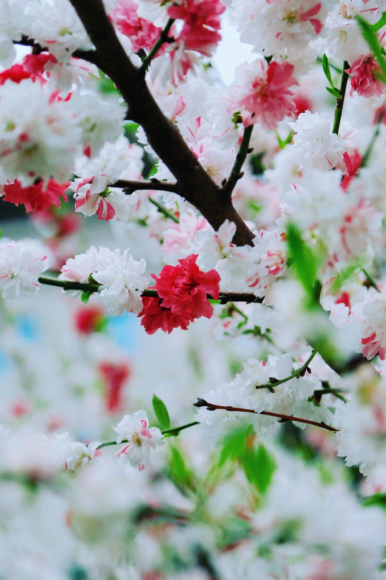 樱香绕酒坊，春光满庭芳。4月10日—20日，第八届金徽酒秦岭樱花节浪漫启幕，位于