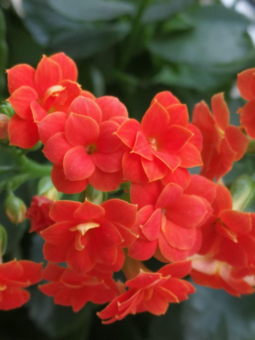 晒一晒您手机里的花卉照片随手拍～