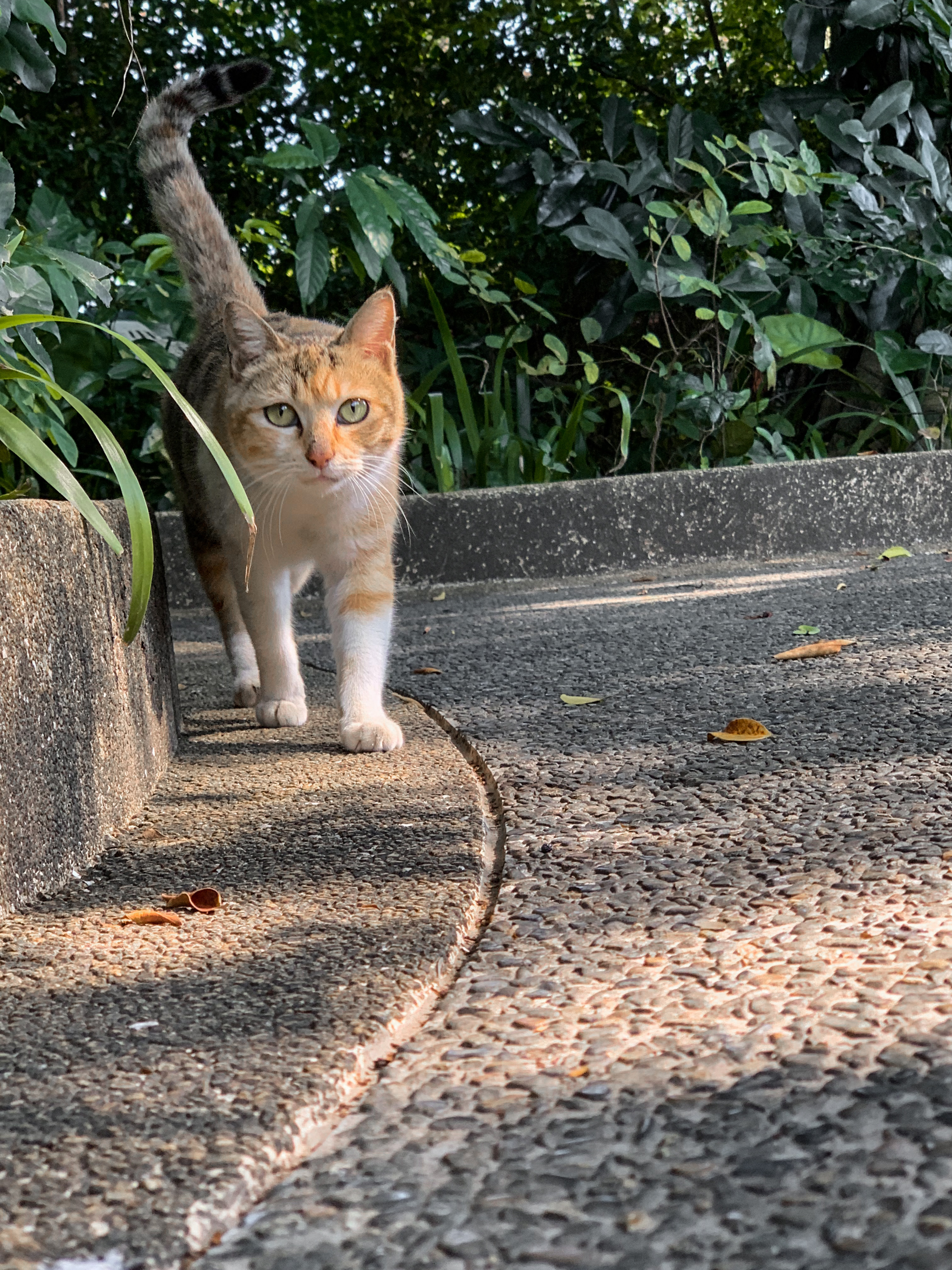 小猫们也在找地方躲台风[浮云]认识差不多3年了这群小猫，每次回家基本上都会投喂，
