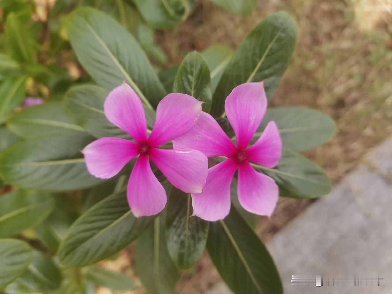 只要是女人，她的生育有早有晚 ，做婆婆的尽量少下评论，少做决定。

不信，大家请