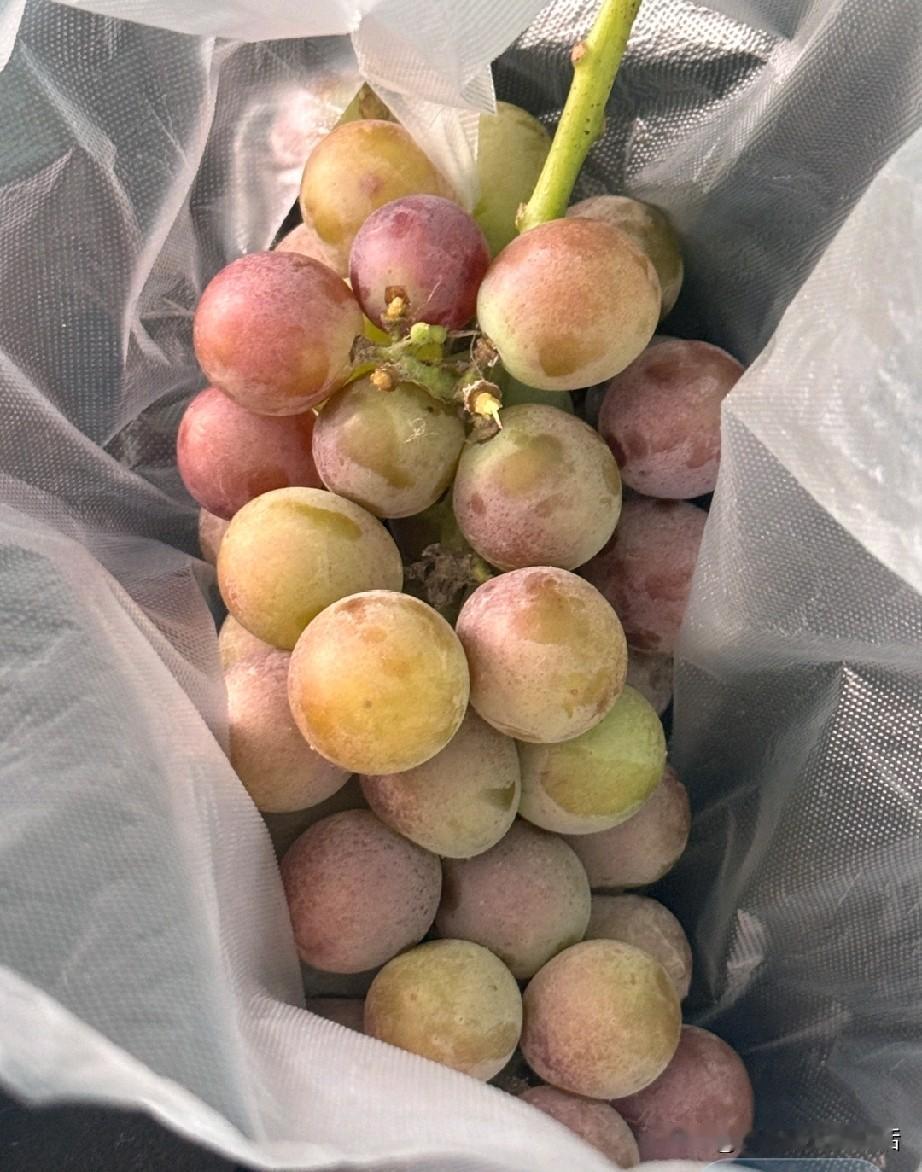 前男友怎么想的，跑过来给我送个葡萄，又走了，