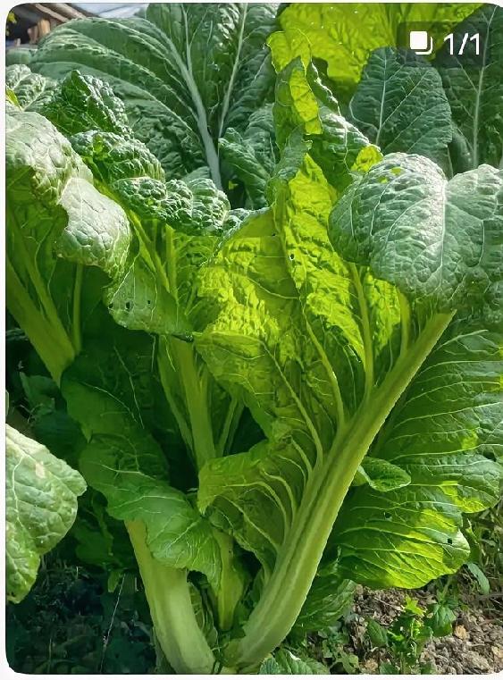 别小看芥菜！一把顶3样，补钙、清肠、提免疫
 
芥菜是被低估的“平民营养菜”，热