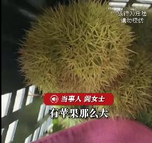 揪心警示！9月15日报道，湖南长沙阎女士和丈夫上山采摘板栗，丈夫在树上敲果，她蹲