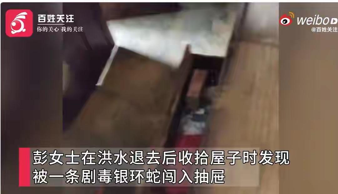 7月9日，广西贵港的彭女士家人在洪水退去后收拾屋子时，发现一条剧毒银环蛇闯入抽屉
