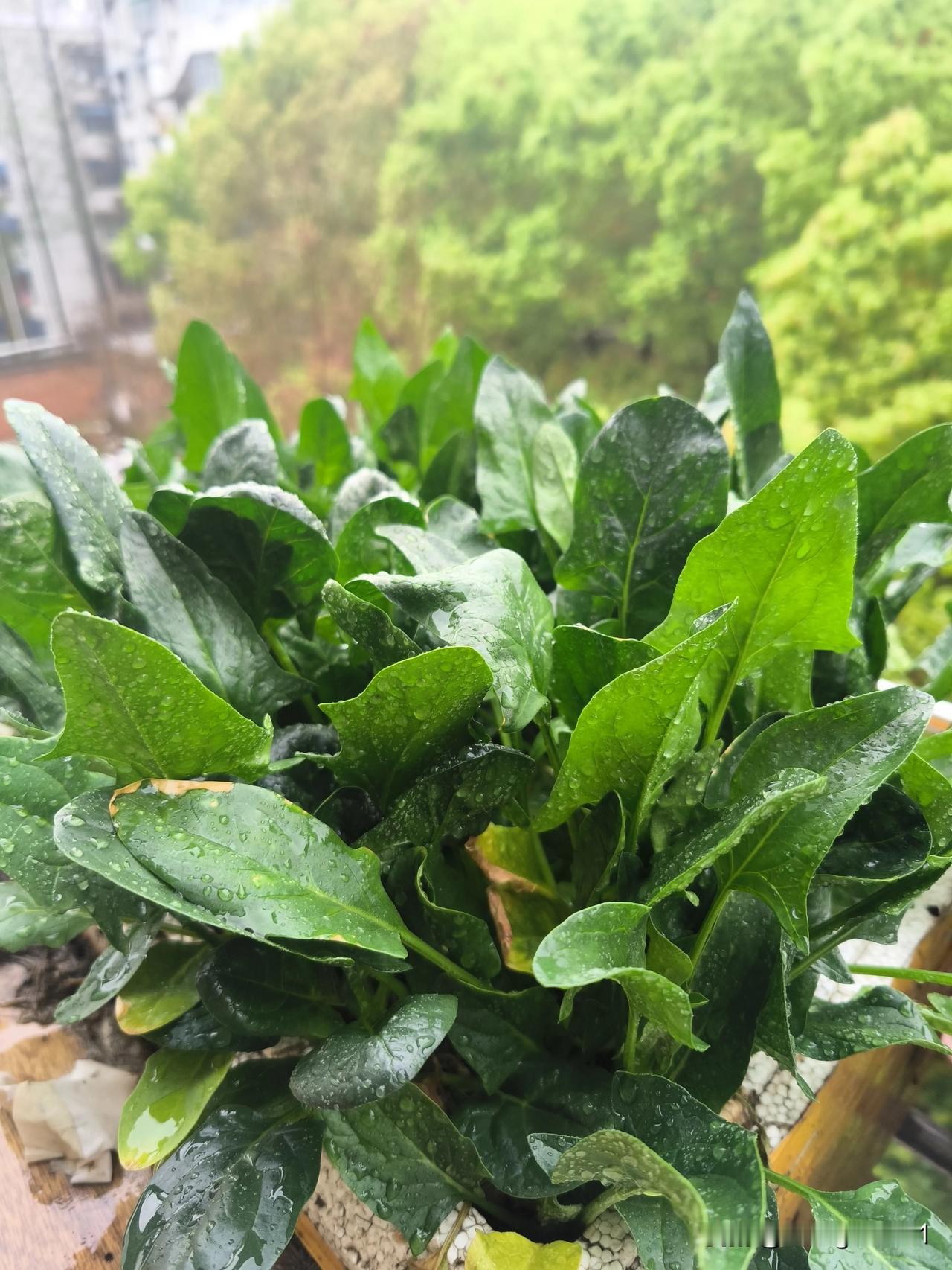 爆盒的菠菜
     阳台外的花架子上种着两保鲜盒菠菜，是去年11月播下的种子。