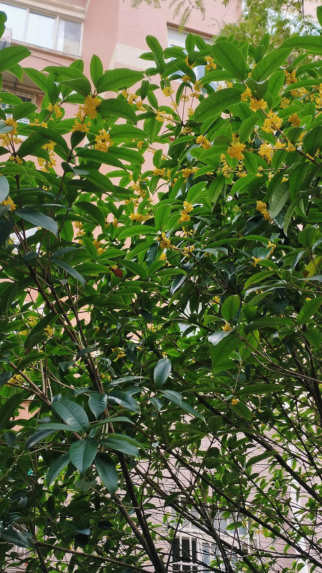 天气变化无常，桂花开两次

每年的10月份是桂花飘香的季节，今年9月底的某一天，