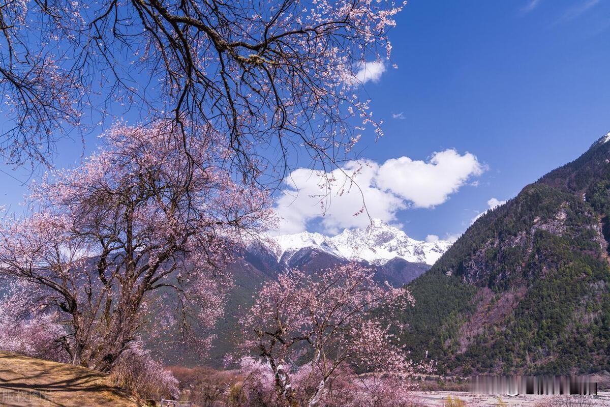 《林芝春信》

十万朵云霞悬在半空
雅鲁藏布江正解开冰的桎梏
野桃树用新绿的手指