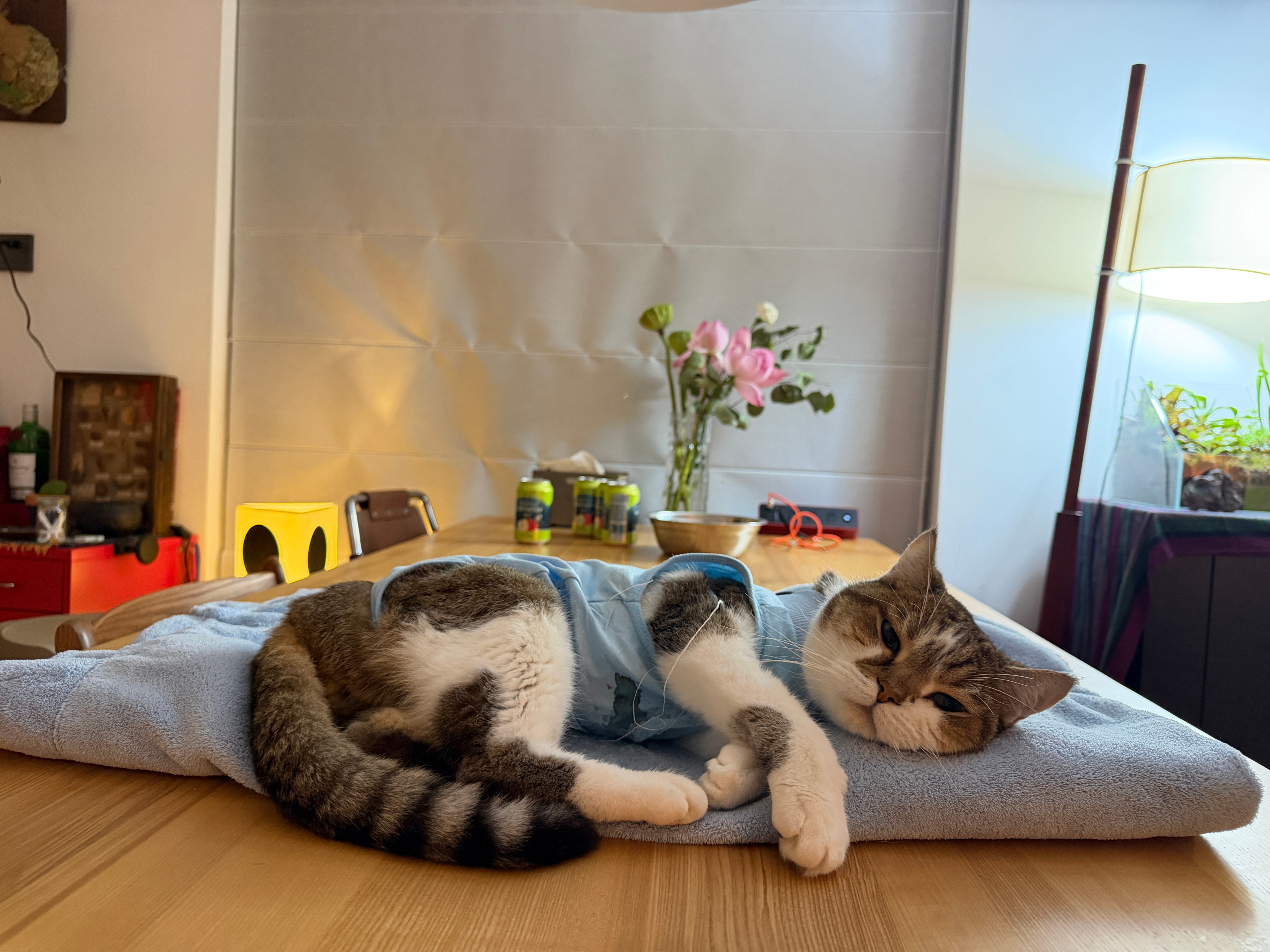 杭州找猫B型血，希望可以帮帮我的小猫如有猫猫愿意，可付费，必感恩!!! ​​​