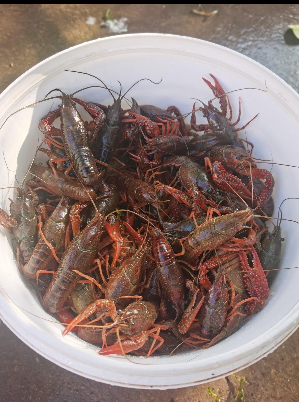 对于小龙虾,你喜欢吃啥口味?虽然小龙虾的各种口味我都爱吃，但是对于无辣不欢的我，